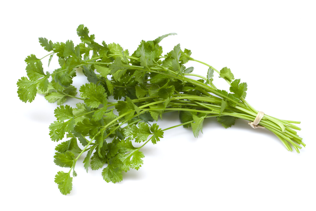 North Carolina Cyclospora Outbreak 2026: 561 Sick, Parsley, Cilantro and Lettuce Under Investigation