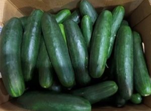 Cucumber Salmonella outbreak