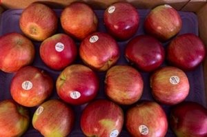 Listeria Lawyer- apple recall bulk
