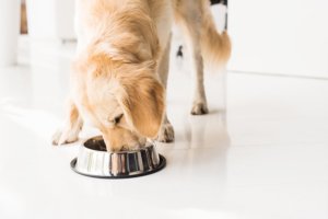 Dog eating food out of a dog dish