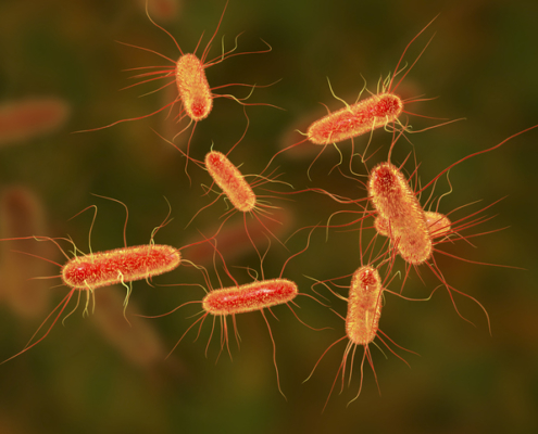 E. coli STEC Outbreak
