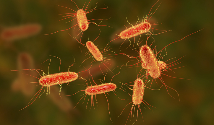 E. coli STEC Outbreak