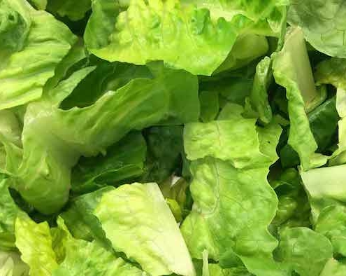 E.coli lawyer - chopped romaine lettuce