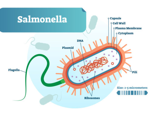 Salmonella raw milk outbreak